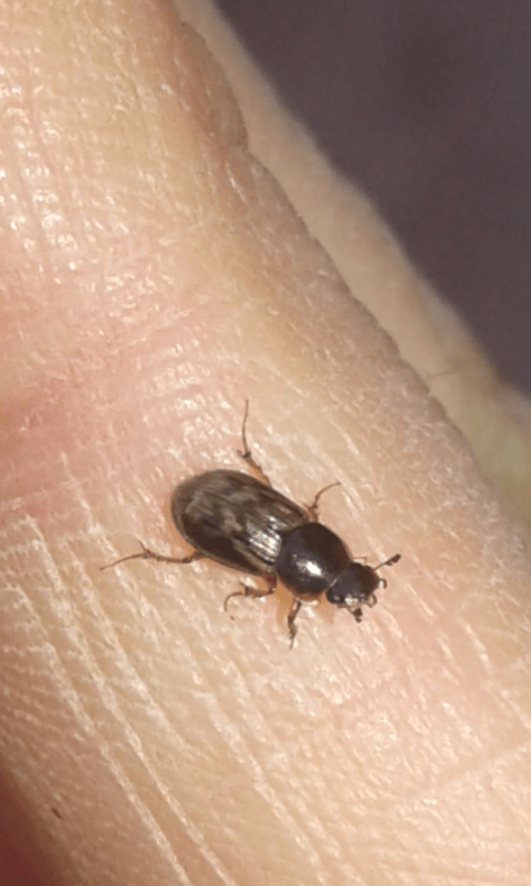 Aphodiidae : Volinus sticticus? Forse Nimbus obliteratus.